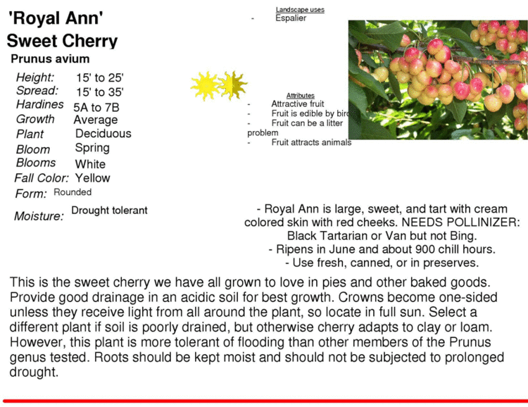 Royal Ann cherry - Wikipedia