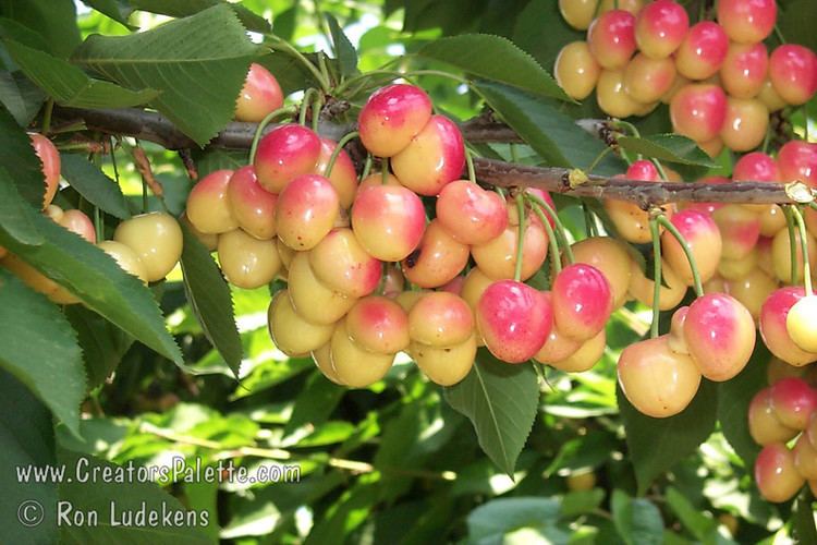 Royal Ann cherry Royal Ann Cherry Napoleon Cherry Prunus avium sp CreatorsPalette