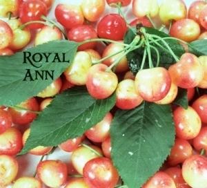 Royal Ann cherry - Wikipedia