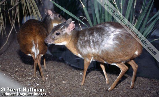 Royal antelope Royal antelope Neotragus pygmaeus Quick facts