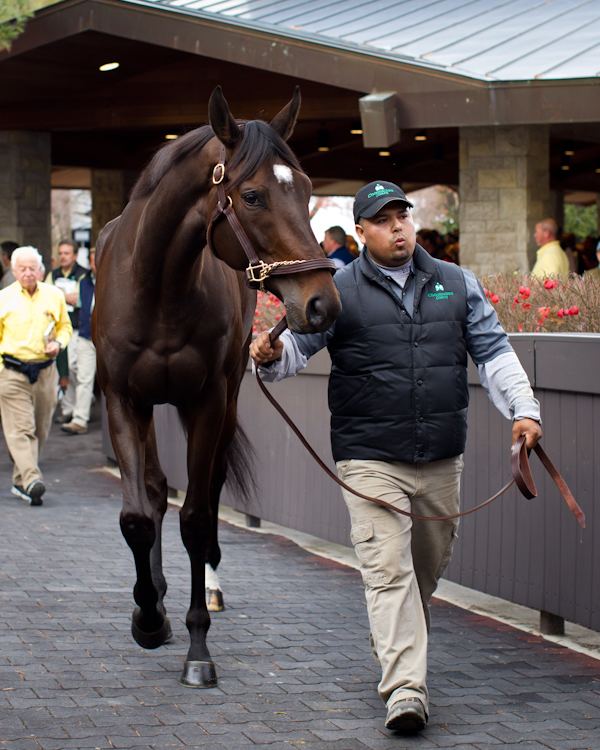 Royal Delta Royal Delta walks to the Sales Ring at Keeneland 11082011 Horse