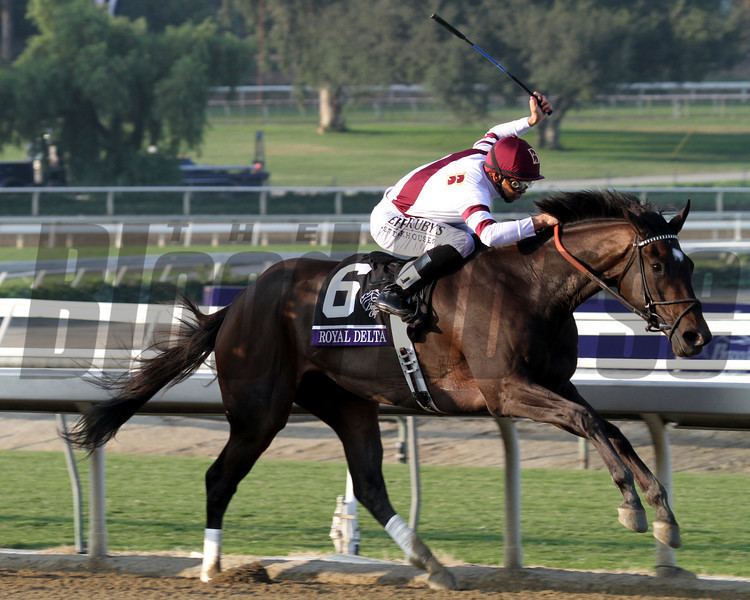 Royal Delta Ladies39 Classic BloodHorse Photo Store