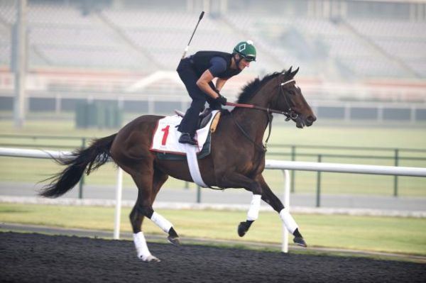 Royal Delta Another Chance in Dubai for Royal Delta Zipse At The Track Horse