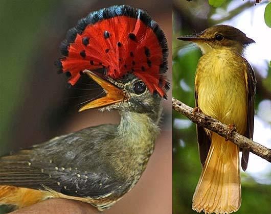 Royal flycatcher Royal Flycatcher BoldlyColored Crest Animal Pictures and Facts