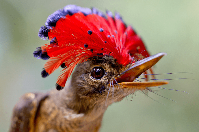 Royal flycatcher Amazonian Royal Flycatcher Bird King of the Amazon InfoBarrel
