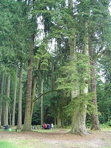 Royal forest httpsuploadwikimediaorgwikipediacommonsthu