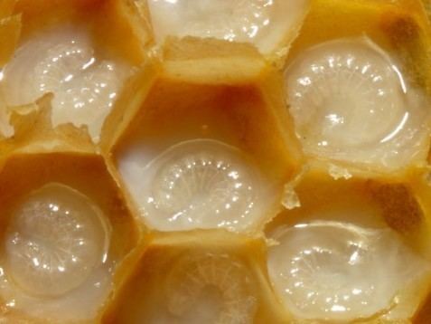 Royal jelly Royal Jelly Archives Super Bee Honey