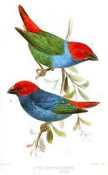 Royal parrotfinch httpsuploadwikimediaorgwikipediacommonsthu