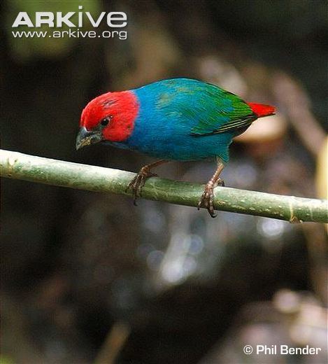 Royal parrotfinch Royal parrotfinch videos photos and facts Erythrura regia ARKive
