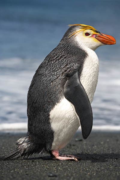 Royal penguin wwwphotovolcanicacomPenguinSpeciesRoyalNZ082