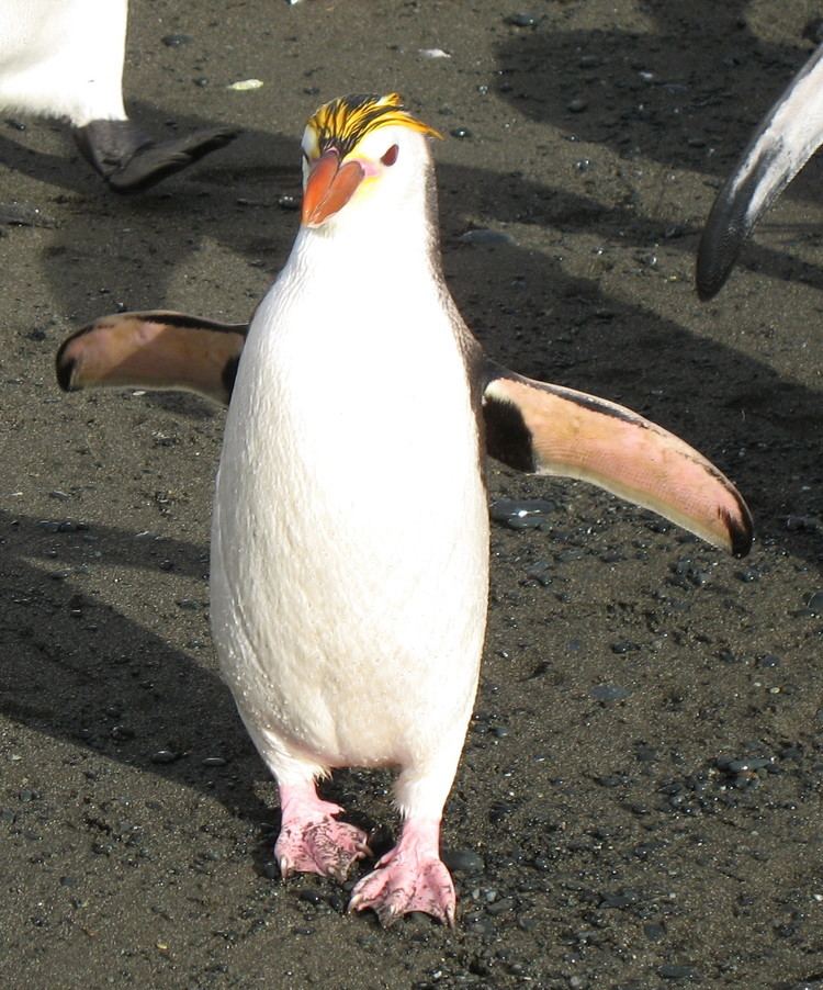 Royal penguin Royal penguin Wikipedia