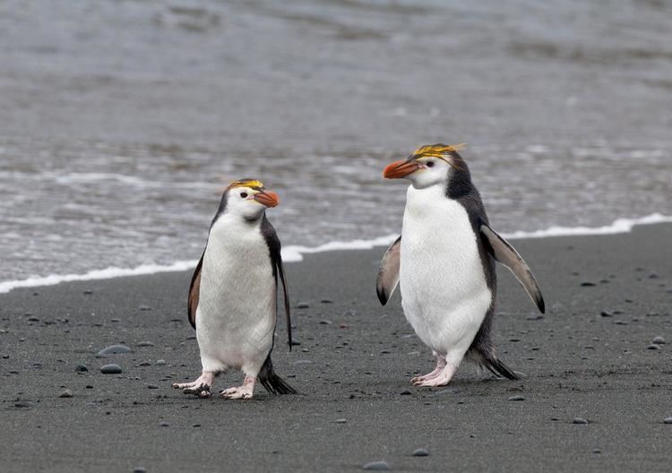 Royal penguin Royal penguin New Zealand Birds Online