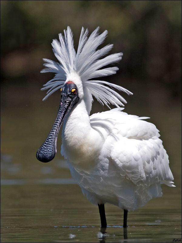 Royal spoonbill Royal Spoonbill Also known as the BlackBilled Spoonbill the royal