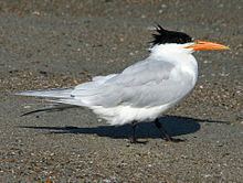 Royal tern httpsuploadwikimediaorgwikipediacommonsthu