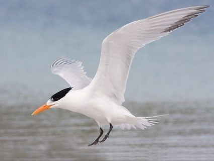 Royal tern Royal Tern Identification All About Birds Cornell Lab of Ornithology