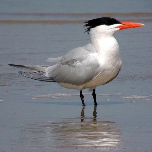 Royal tern Royal Tern Photos Smithsonian Migratory Bird Center