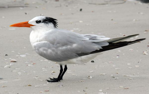 Royal tern Royal Tern Jonesblog