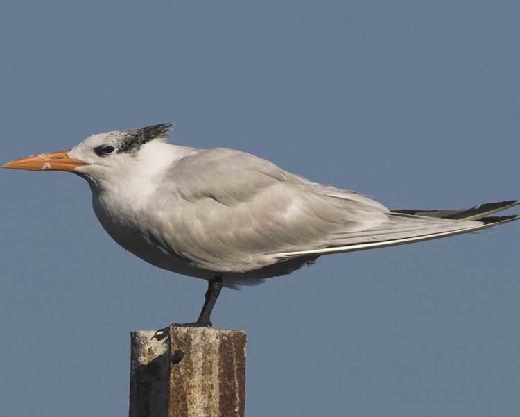 Royal tern Royal Tern Audubon Field Guide