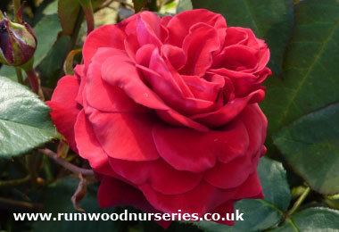 Royal William rose Royal William Rose Hybrid Tea Potted and Bare Root Roses from