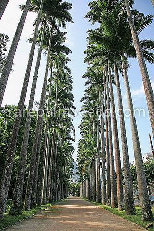 Roystonea oleracea Roystonea oleracea Palmpedia Palm Grower39s Guide