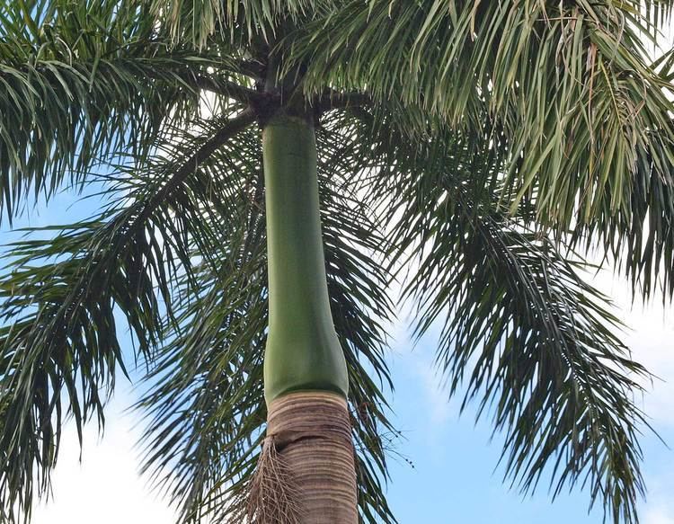 Roystonea regia Roystonea regia Identifying Commonly Cultivated Palms