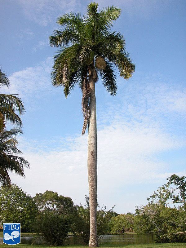 Roystonea regia Roystonea regia Identifying Commonly Cultivated Palms