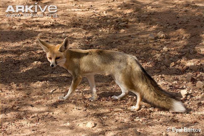 Rüppell's fox Rppel39s fox videos photos and facts Vulpes rueppellii ARKive