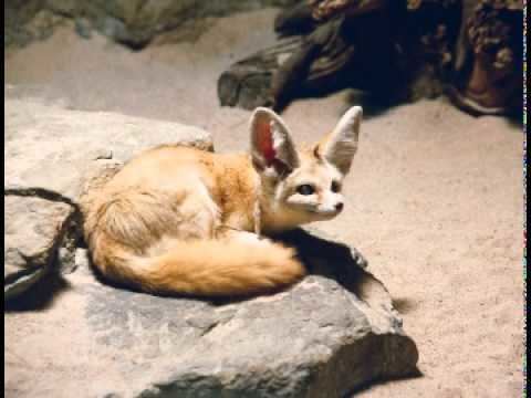 Rüppell's fox Rppell39s Fox Facts Facts About Rppell39s Foxes YouTube