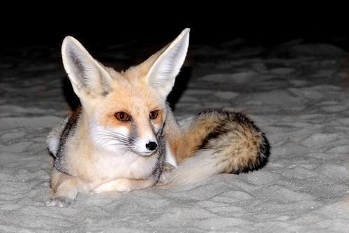 Rüppell's fox rppell39s fox Tumblr