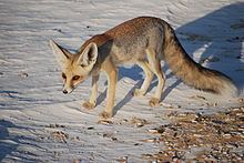 Rüppell's fox httpsuploadwikimediaorgwikipediacommonsthu