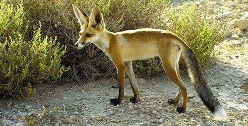 Rüppell's fox Ruppell39s Fox Vulpes rueppelli Located in North Africa and