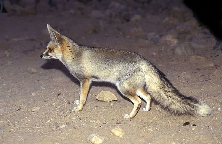 Rüppell's fox Rppell39s fox Natural History