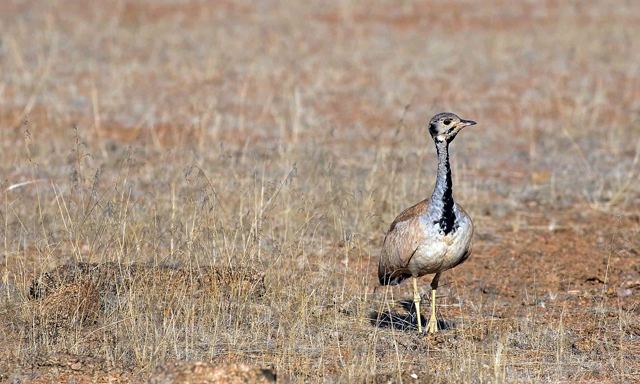 Rüppell's korhaan Bird39seye view Rppell39s Korhaan Travel News Namibia