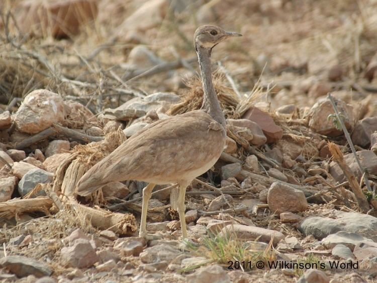 Rüppell's korhaan Bird of the Week Week 82 Ruppell39s korhaan Wilkinson39s World