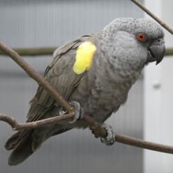 Rüppell's parrot rppells parrot