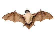 Rüppell's pipistrelle httpsuploadwikimediaorgwikipediacommonsthu