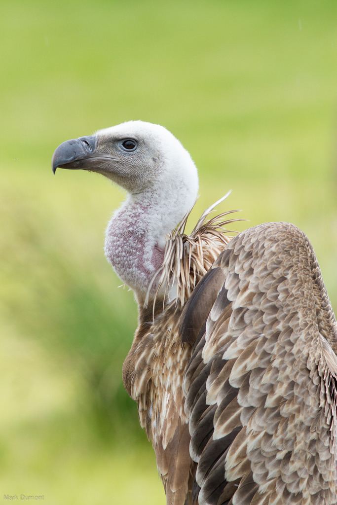 Rüppell's vulture - Alchetron, The Free Social Encyclopedia