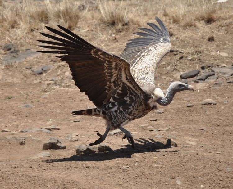 Rüppell's vulture Rppell39s Griffon Gyps rueppelli Hotspot Birding
