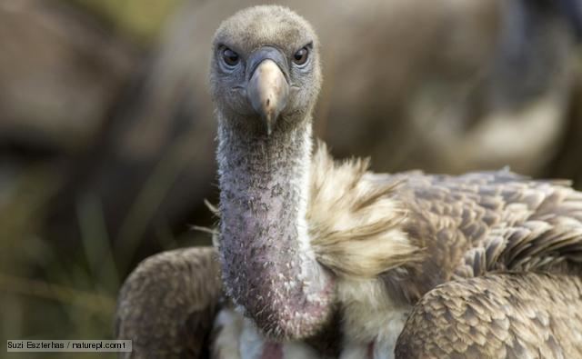 Rüppell's vulture BBC Nature Ruppell39s vulture videos news and facts