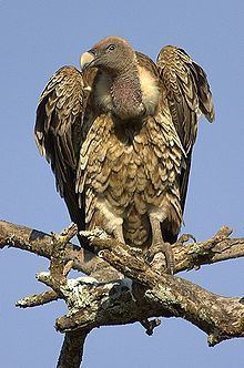 Rüppell's vulture httpsuploadwikimediaorgwikipediacommonsthu