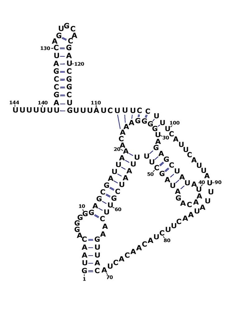 Rsa RNA