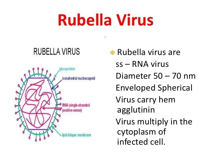 Rubella virus Rubella