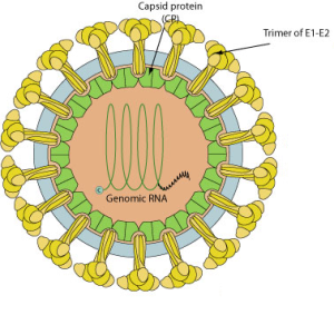 Rubella virus Rubella virus and birth defects