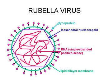 Rubella virus Rubivirus MicrobeWiki