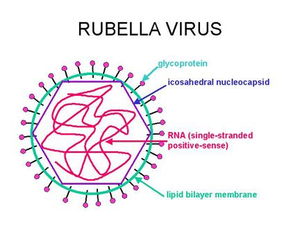 Rubella virus Rubella