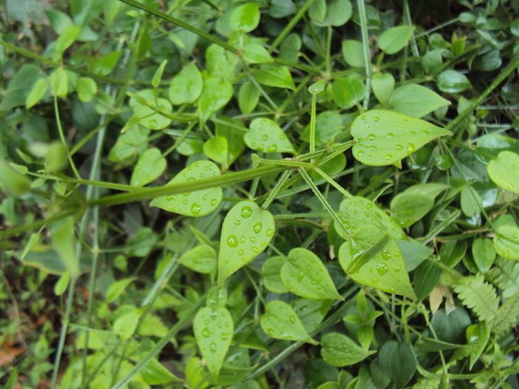 Rubia cordifolia Rubia cordifolia Useful Tropical Plants