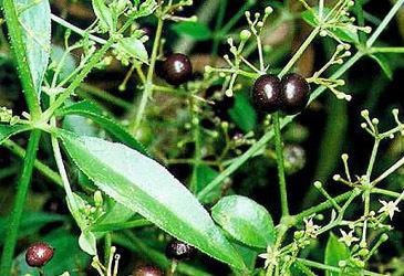 Rubia cordifolia Manjistha Health Benefits Rubia cordifolia Uses