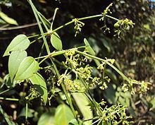 Rubia cordifolia httpsuploadwikimediaorgwikipediacommonsthu