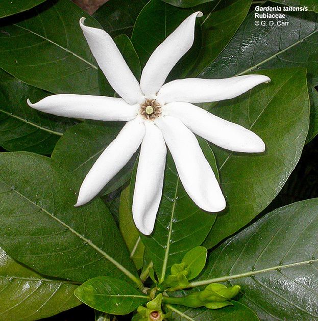 Rubiaceae flower and leaves