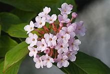 Rubiaceae flowers with its leaves